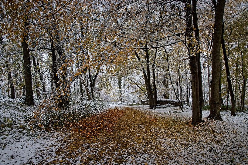 A touch of winter in the Eyser forest by Rob Boon