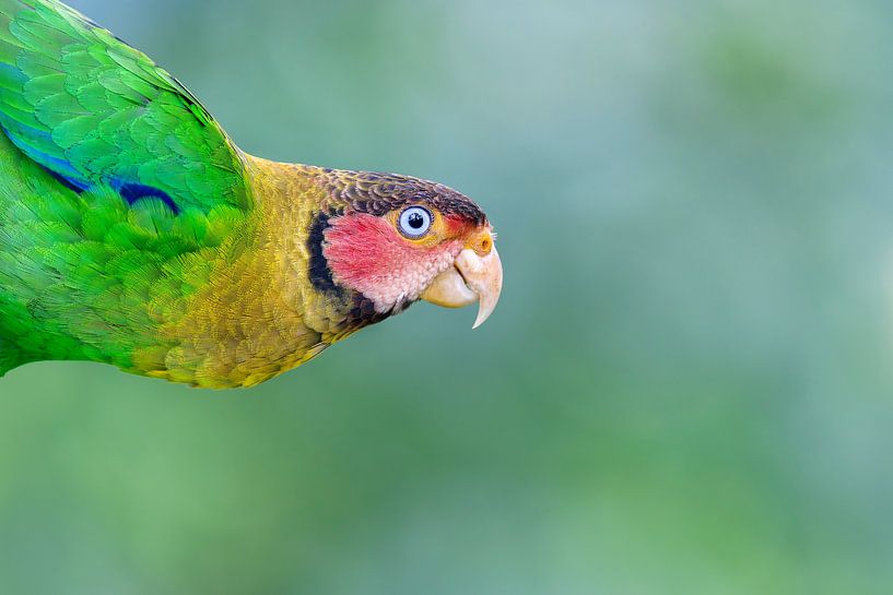 Rosengesichtspapagei in Ecuador von RobJansenphotography