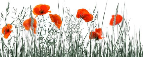 poppies meadow abstract