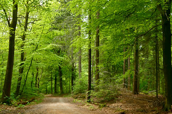 Belle forêt verte