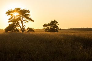 Een gouden avond van Danny Slijfer Natuurfotografie