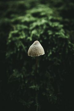 Pilz vor einem Hintergrund aus Moos von Jan Eltink