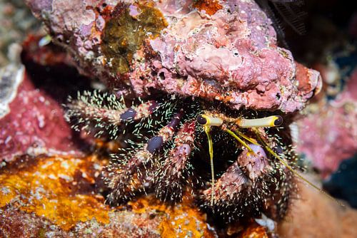Hermit crab @ Komodo, Indonesia