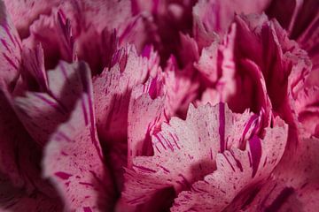 Roze bloemblaadjes van Joran Quinten