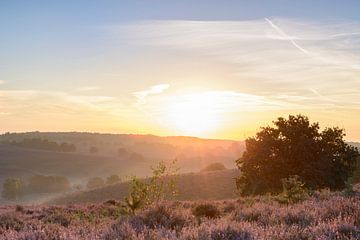 Le lever de soleil au-dessus de Heather de floraison met en place dans les collines sur Sjoerd van der Wal Photographie