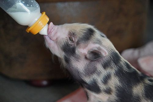 Bonte miniatuur handopfok biggetjes tijdens voedertijd