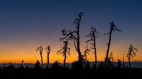 Sunset Noir Flohay