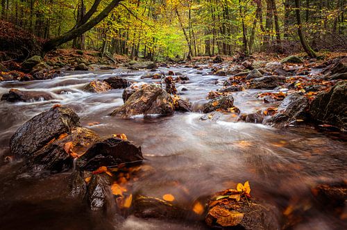 Die Hoëgne im Herbst