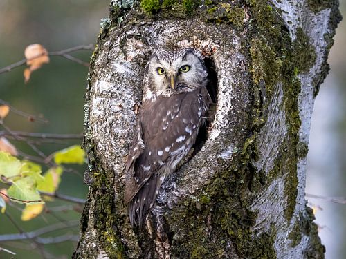 Tengmalm's owl in its cave