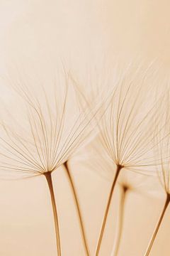 Zachte plantaardige draden