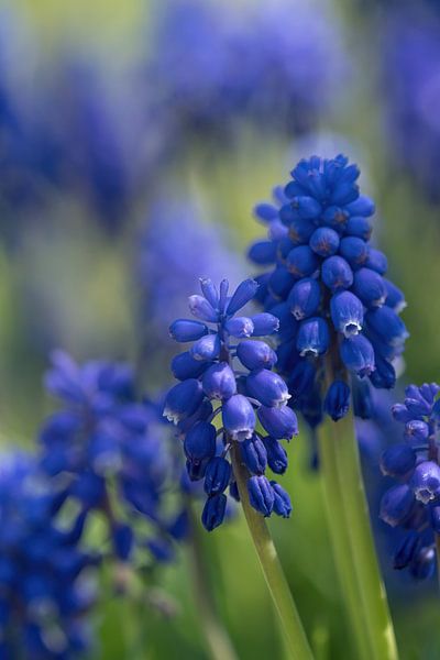 Close up of grape hyacinths in Jena, Germany by Wolfgang Unger