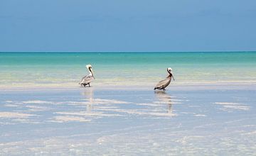 Twee pelikanen op het strand van Isla Holbox, Mexico van Reis Genie