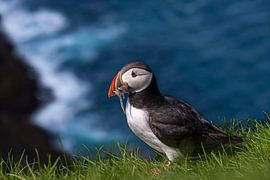 Macareux sur H&J Fotografie