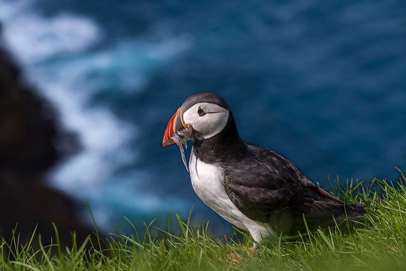 Papageientaucher von H&J Fotografie
