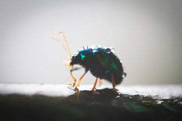 Beetle van BL Photography