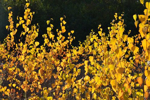 Schwarz und Gelb von Justine Vanderwee