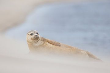 gewone zeehond van Pim Leijen