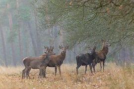 Rothirsch von Jerry Bouwmeester