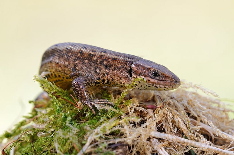 zonnebadend... Gewone Hagedis *Zootoca vivipara* van wunderbare Erde