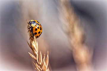 Coccinelle sur Rob Boon