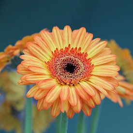 Gerbera Bloem Oranje - Asteraceae van Christel Bekkers