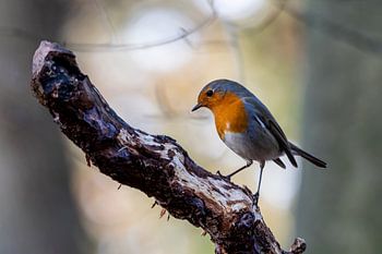 Rotkehlchen auf dem Ast