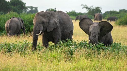 Afrikaanse olifant (Loxodonta africana)