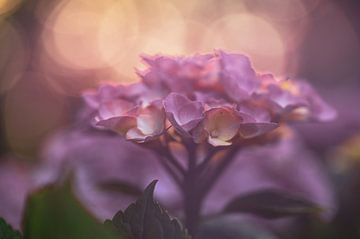 Flowers part 401 by Tania Perneel