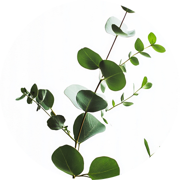 Eucalyptus tak van Poster Art Shop
