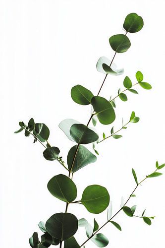 Eucalyptus tak