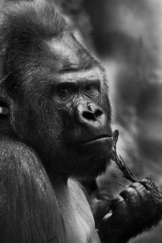 Calm and sad male gorilla holding a twig, black and white photo in steel colors