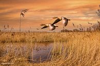 Twee vliegende ganzen in natuurgebied de Brabantse Biesbosch van Tonny Verhulst thumbnail