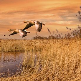 Twee vliegende ganzen in natuurgebied de Brabantse Biesbosch van Tonny Verhulst