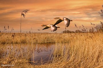 Twee vliegende ganzen in natuurgebied de Brabantse Biesbosch