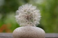 still life vase with pappus dandelion