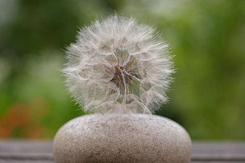 still life vase with pappus dandelion