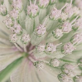 Ein Quadrat mit einer pastellfarbenen Astrantia Major von Marjolijn van den Berg