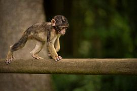 baby monkey walks on tree trunk