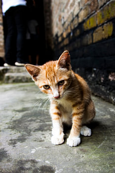 Straßenkatze
