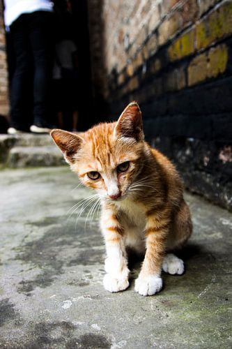 Street cat