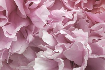 Macrophotographie d'une pivoine rose en pleine floraison, image 3