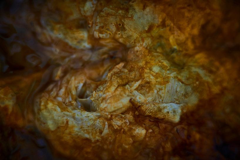 Peonies as abstract nature by Jenco van Zalk