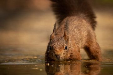 Squirrel in the water by KB Design & Photography (Karen Brouwer)