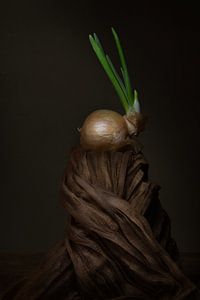 Nature morte moderne à l'oignon avec regard