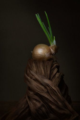 Modern still life onion with look by Silvia Thiel