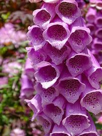 La digitale sur Liv ter Riet