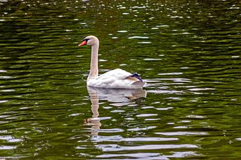 Cygne blanc la natation.