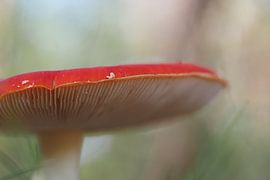 Fliegenpilz von Astrid Brouwers