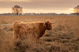 Schottischer Highlander auf dem Hijkerveld bei Sonnenuntergang