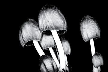 Glimmerinktzwam in zwartwit